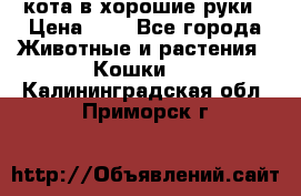 кота в хорошие руки › Цена ­ 0 - Все города Животные и растения » Кошки   . Калининградская обл.,Приморск г.